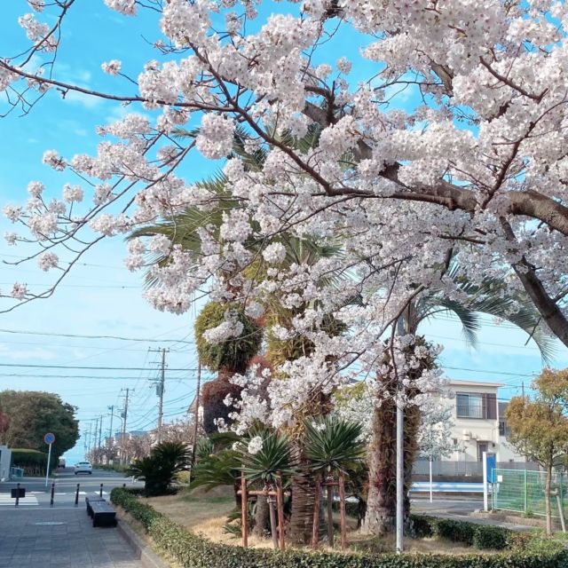 こんにちは🌸鎌倉市七里ガ浜さんぽ整骨院です👣今日の桜のプロムナード🌸満開ですかね！このあとお天気下り坂？☔今年は桜の開花が例年より遅くその後も曇天や雨でしたね☁貴重な青空と桜と青い海でした。#今日の空#今日の海ご予約、お問い合わせ⇨@sanpo_7 当日予約はお電話にて承ります！☏0467539961当院は 予約制 のため 不特定多数の方と接触することがありません。引き続きウイルス対策も怠ることなく診療中です！お子様連れでのご来院も可能です😊.詳しくはホームページをご覧ください💁ーーーーーーその他お知らせーーーーーー👣LINE公式アカウントよりご相談・ご予約も受付できます！ぜひご利用ください！ ..👣当院の受付時間↓月火水金土　→8:00〜20:00木　→8:00〜12:00（日→休診）【祝日診療します！】.. .👣前日までのご予約で20時まで受付が可能です！#鎌倉 #七里ガ浜 #七里ヶ浜 #さんぽ #kamakura #shichirigahama#enoshima #江の島 #江ノ島 #腰越 #湘南 #134#整体 #鍼灸 #産前 #産後 #骨盤矯正 #美容鍼 #美容鍼灸 #マッサージ #セルフケア #ハイチャージneo #お子様連れok #キャッシュレス #桜#さくら#cherryblossom#桜のプロムナード
