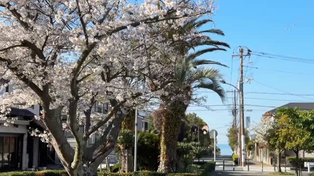 こんにちは🌞鎌倉市七里ガ浜 さんぽ整骨院です👣桜のプロムナード、満開です🌸久々の青い空青い海に綺麗な桜がとても美しいです🌸桜とヤシの木も珍しいですね🌸🌴***************************4月9日(木)終日休診とさせていただきます***************************明日以降のご予約はネット予約やLINEからの予約も承ります！⇨ @sanpo_7当日予約はお電話にてお願い致します。☏0467539961Google Mapからもご予約いただけるようになりました🙇‍♂***************************当院は 予約制 のため、不特定多数の方と接触することがありません。引き続きウイルス対策も怠ることなく診療中です！お子様連れでのご来院も可能です😊.詳しくはホームページをご覧くださいませ💁ーーーーーーその他お知らせーーーーーー👣LINE公式アカウントよりご相談・ご予約も受付できます！ぜひご利用ください！ ..👣当院の受付時間↓月火水金土　→8:00〜20:00木　→8:00〜12:00（日→休診）【祝日診療します！】.. .👣前日までのご予約で20時まで受付が可能です！#桜のプロムナード #桜満開 #青い海 #青い空 #桜鎌倉 七里ガ浜 七里ヶ浜 さんぽ kamakura shichirigahama稲村ガ崎 稲村ヶ崎enoshima 江の島 江ノ島 腰越 湘南 134整体 鍼灸 産前 産後 骨盤矯正 美容鍼 マッサージ セルフケア ハイチャージneo お子様連れok